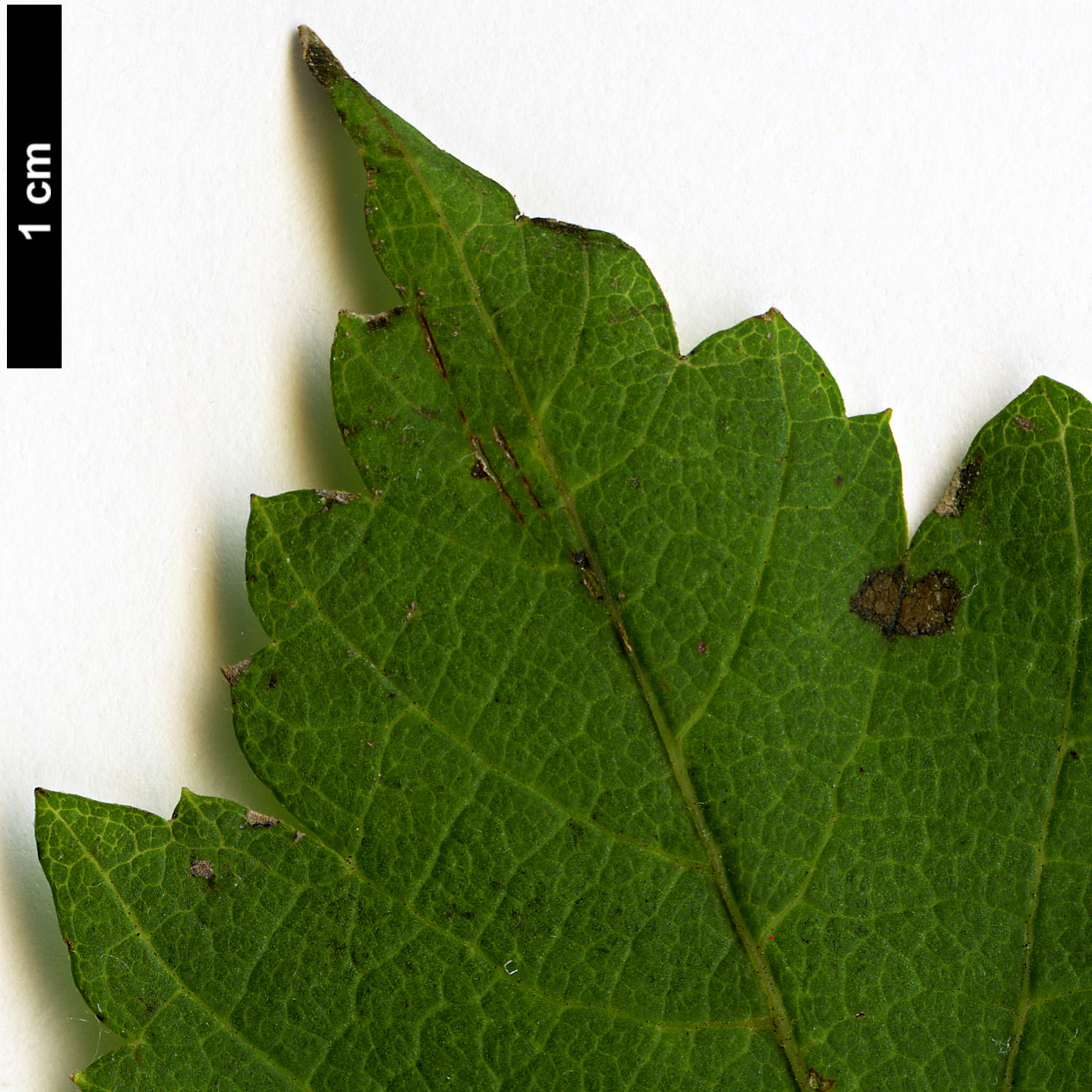 High resolution image: Family: Sapindaceae - Genus: Acer - Taxon: ukurunduense